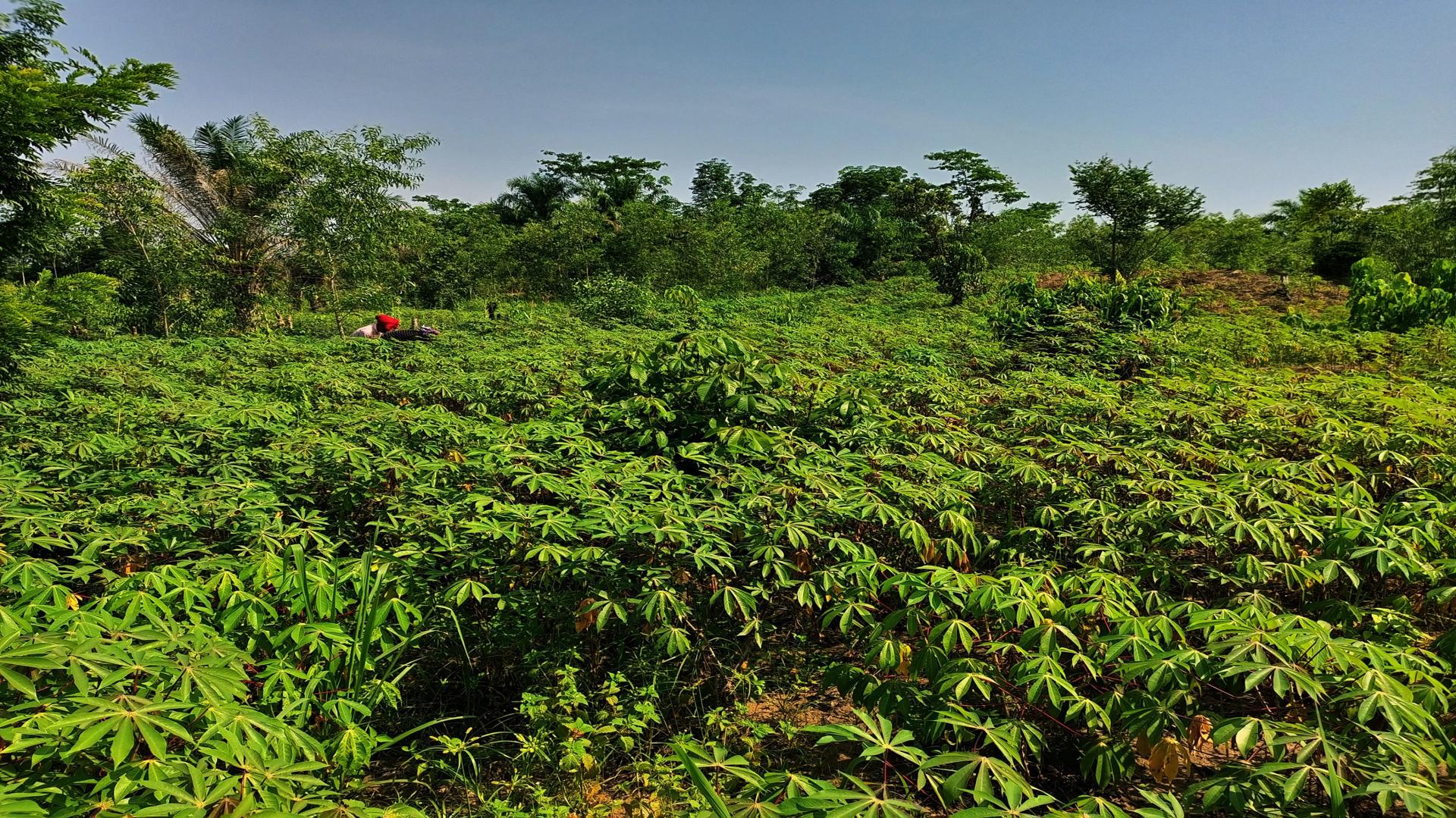 Yangambi, 6 juin 2022. Carine et Christine, agro forestière à Yangambi avec l'accompagnement du projet FORETS (ph. Journal Karibu)