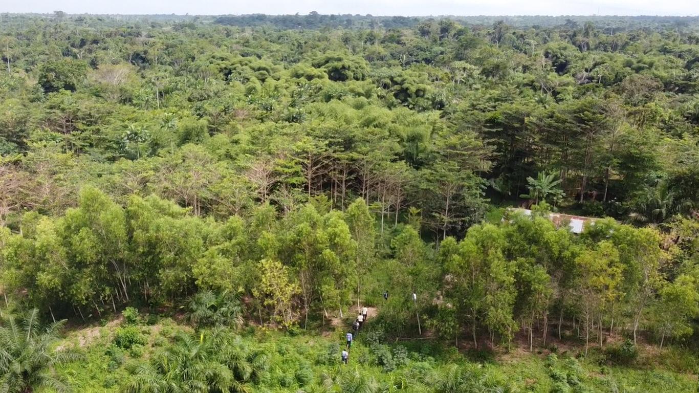 Kisangani, 29 novembre 2022. Site de Makonga, 20 hectares d'acacias et terminalia (ph. Journal Karibu)