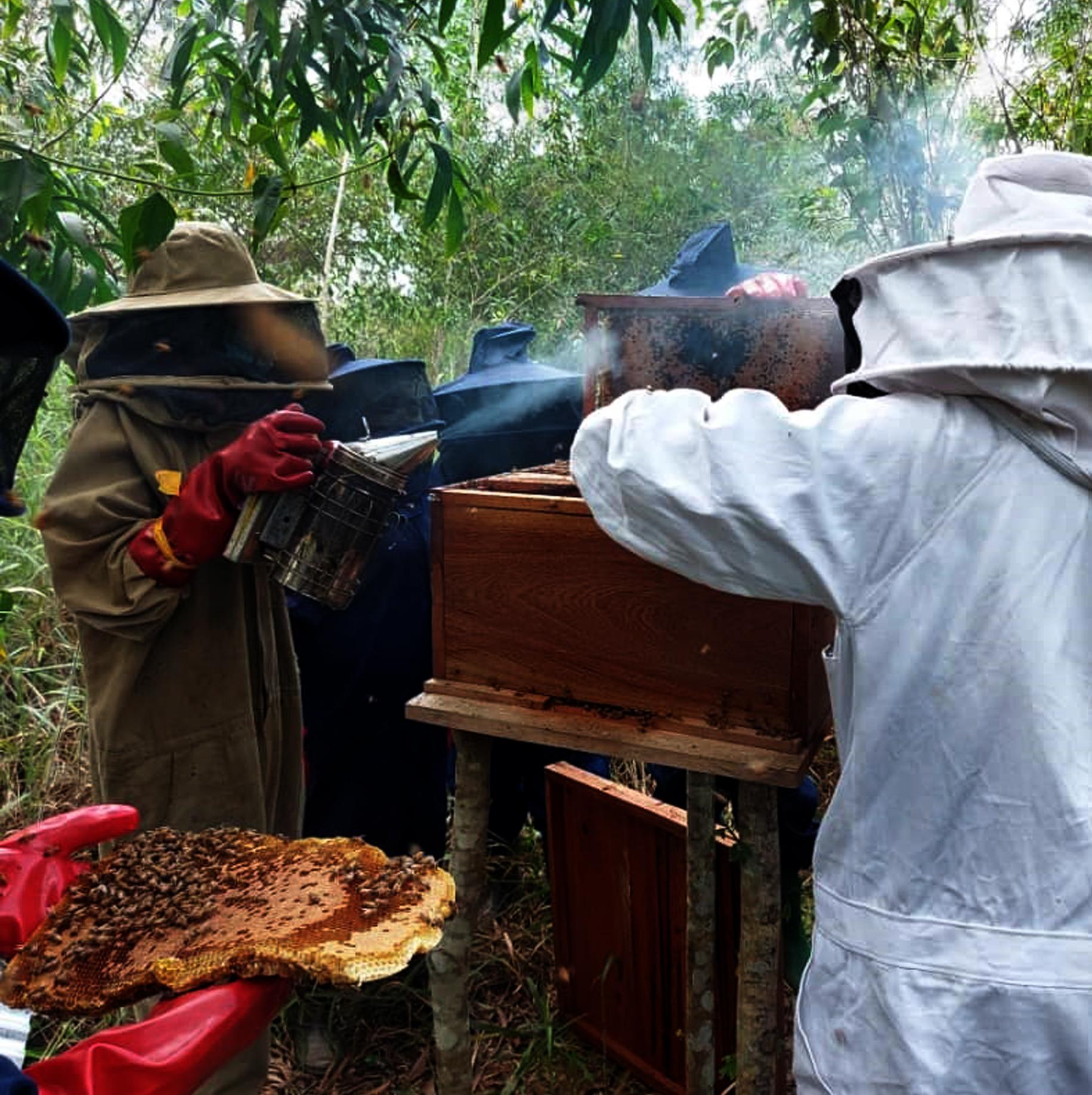 Yangambi, 6 juin 2022. Des apiculteurs travaillant à leur compte (ph. Alowakinnou)
