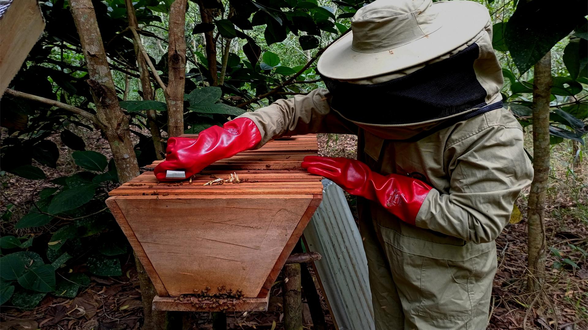 Yangambi, juin 2022. Principe Alowakinnou le chef forestier à la ruche école sous les acacias mellifères à 17 km au nord de Yangambi (ph. Journal Karibu)