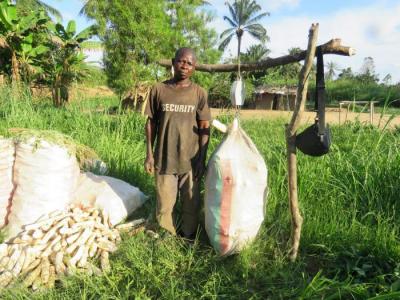 manioc variété obama 12 km route Buta