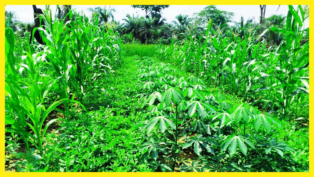 Secteur de Yanonge, Yaoseke, 73 km de Kisangani. Système des cultures intercalaires