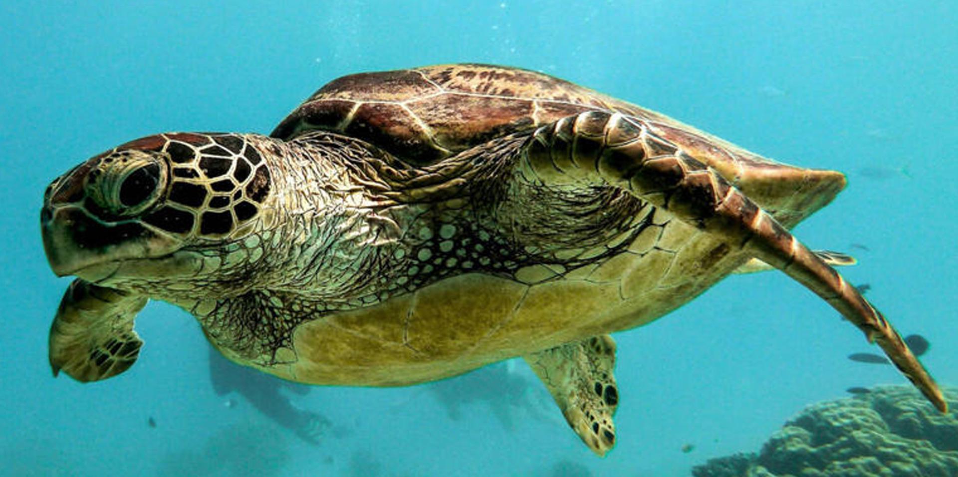 Zanzibar tortue 1 standard size copie